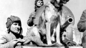 Кучета - герои на войната: дик, дина и джулбърс